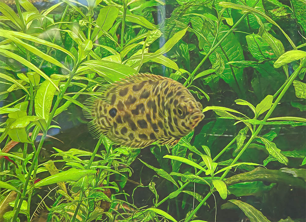 Leopard-Buschfische